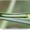 thym lineola larva a